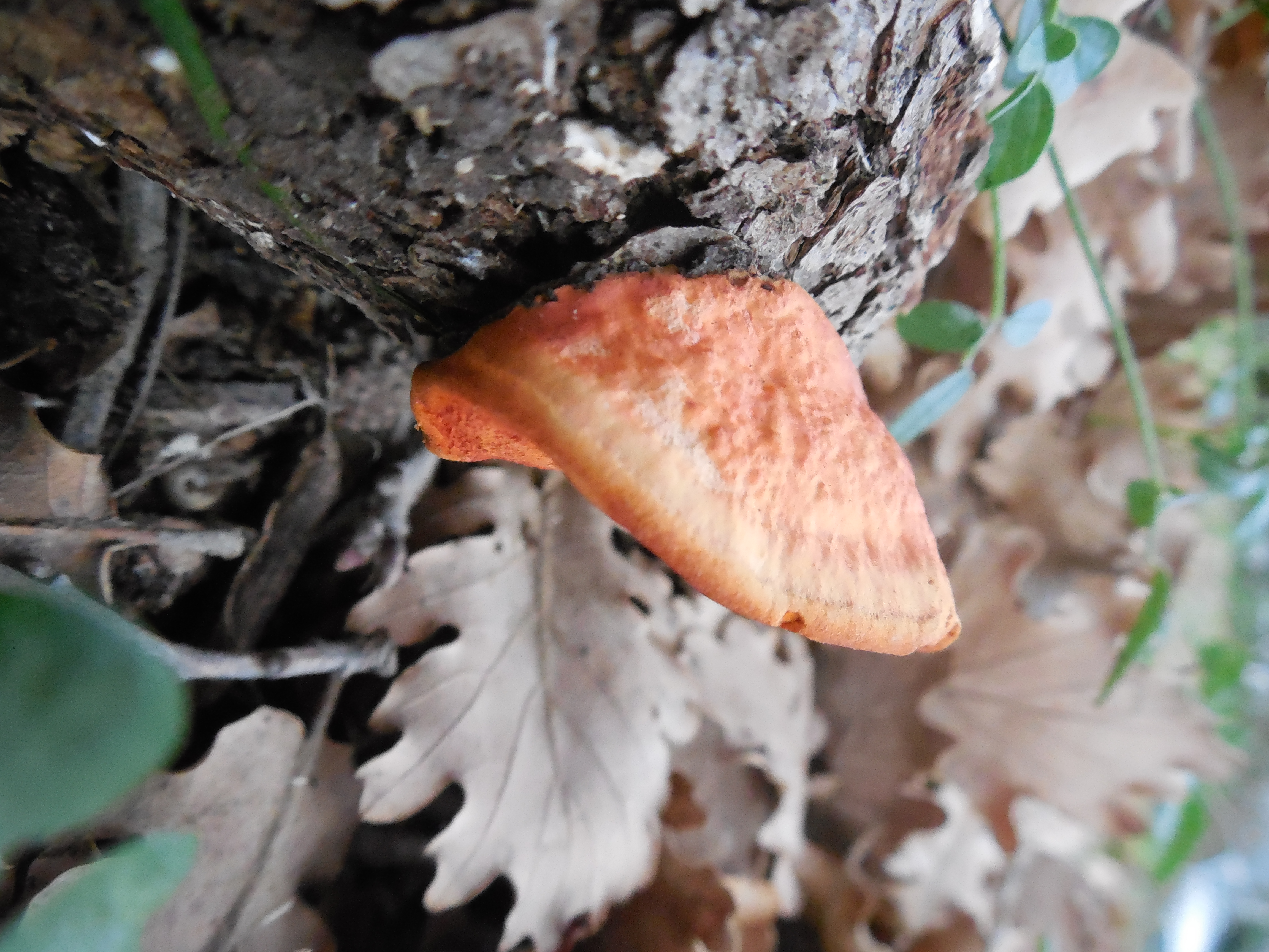 Pycnoporus cinnabarinus. Picture from Mireille Haon, CIRM-CF, INRA-Aix Marseille University, Biotechnology of Filamentous Fungi, Marseilles, France
