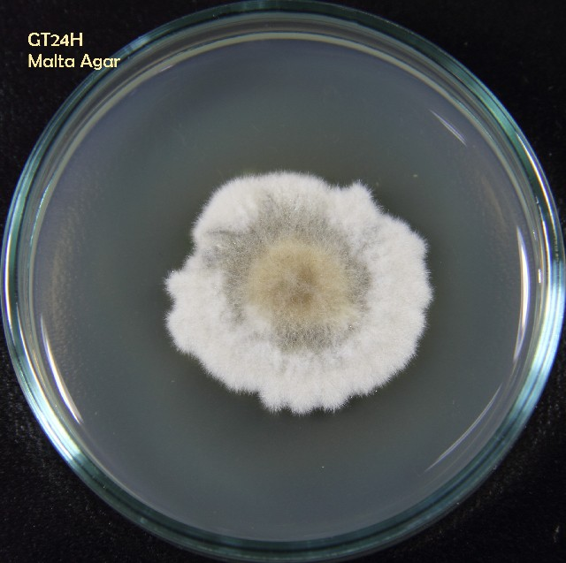 Pyrenochaeta sp. growing in the lab. Image credit: Universidad Nacional de Áncash Santiago Antúnez de Mayolo