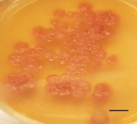 Rhamphospora nymphaeae culture on PDA. Bar = 5 mm. Photo by: Teeratas Kijpornyongpan.