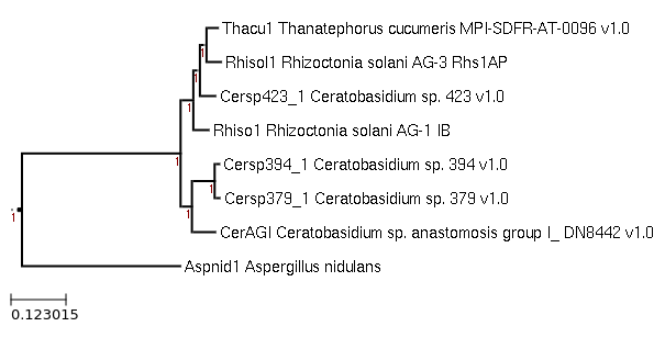 Photo of Rhizoctonia solani AG-3 Rhs1AP