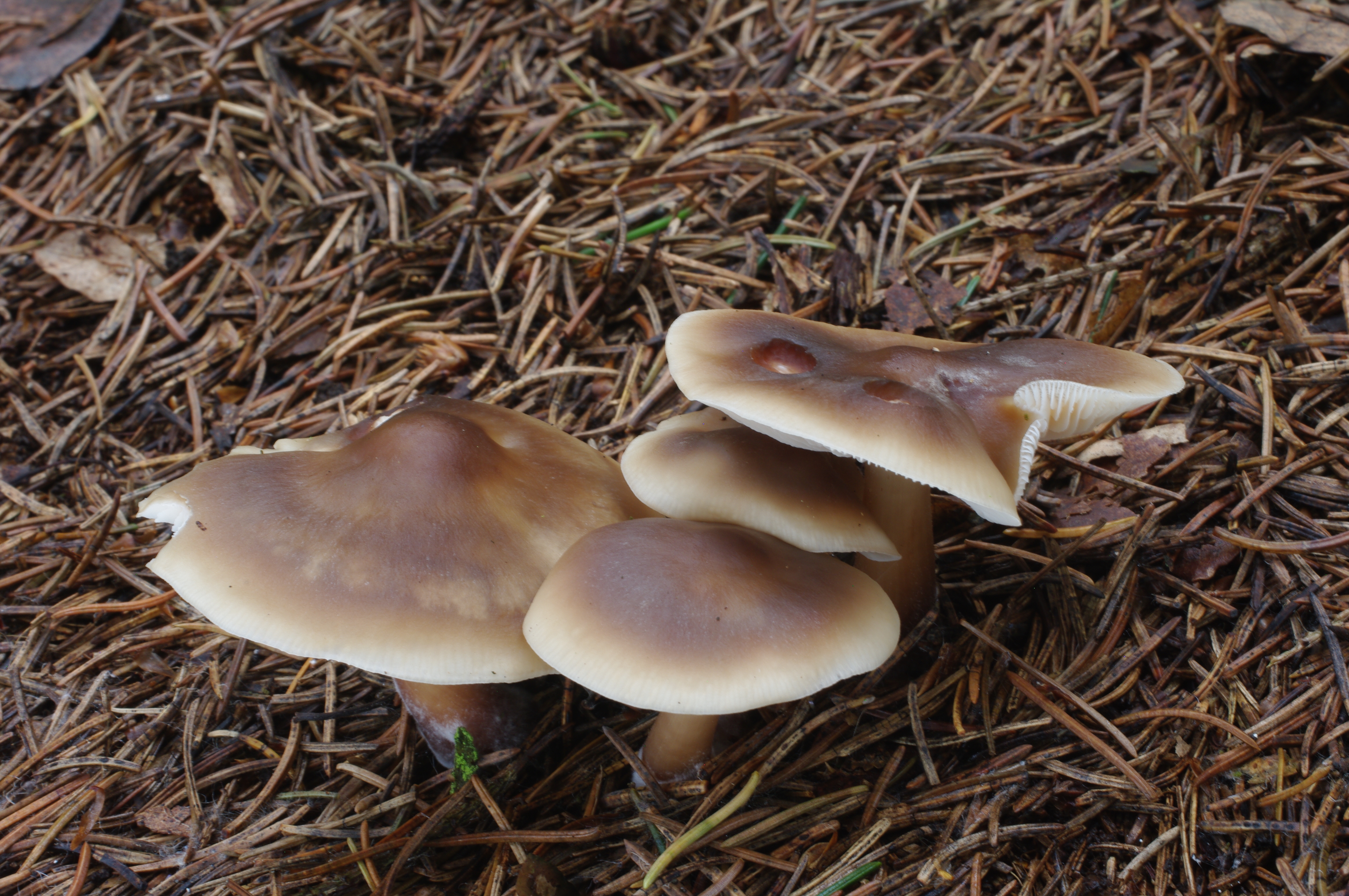 Photo of Rhodocollybia butyracea CCBAS 279 v1.0