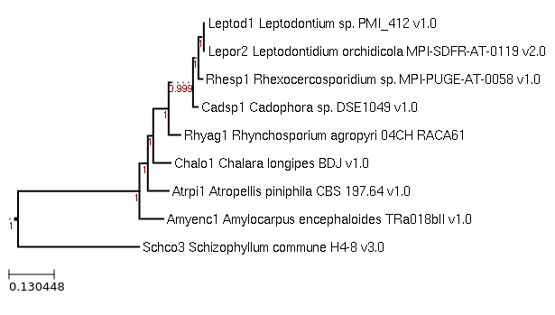 Photo of Rhynchosporium agropyri 04CH RACA61