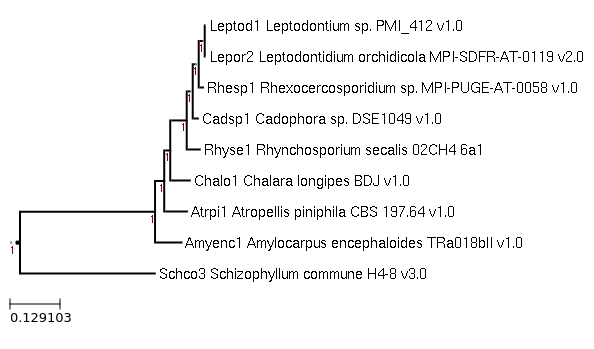 Photo of Rhynchosporium secalis 02CH4 6a1