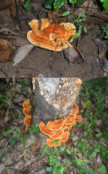 Photo: Fruiting bodies of Rigidoporus microporus (courtesy of Abbot Oghenekaro).