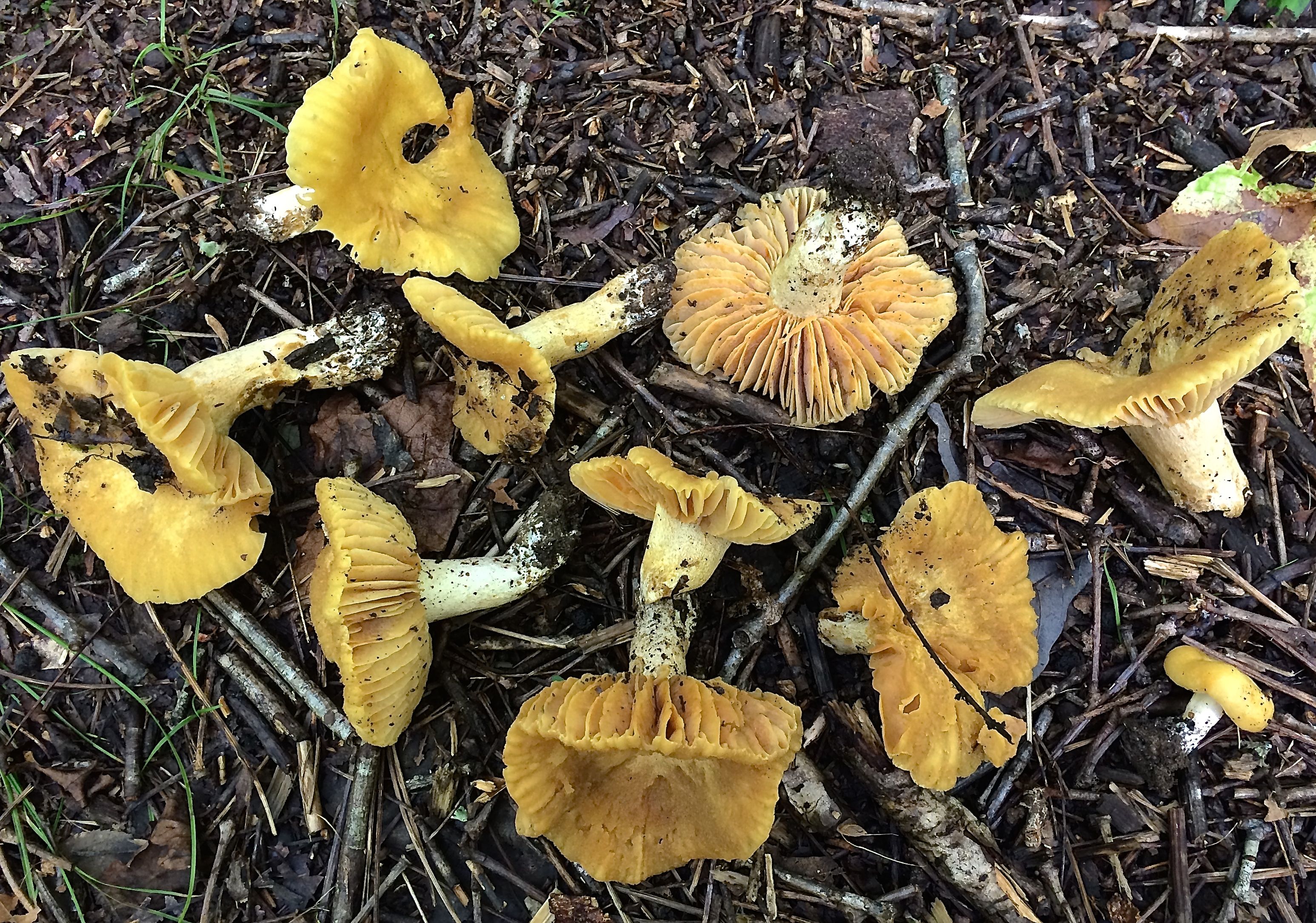 Russula earlei