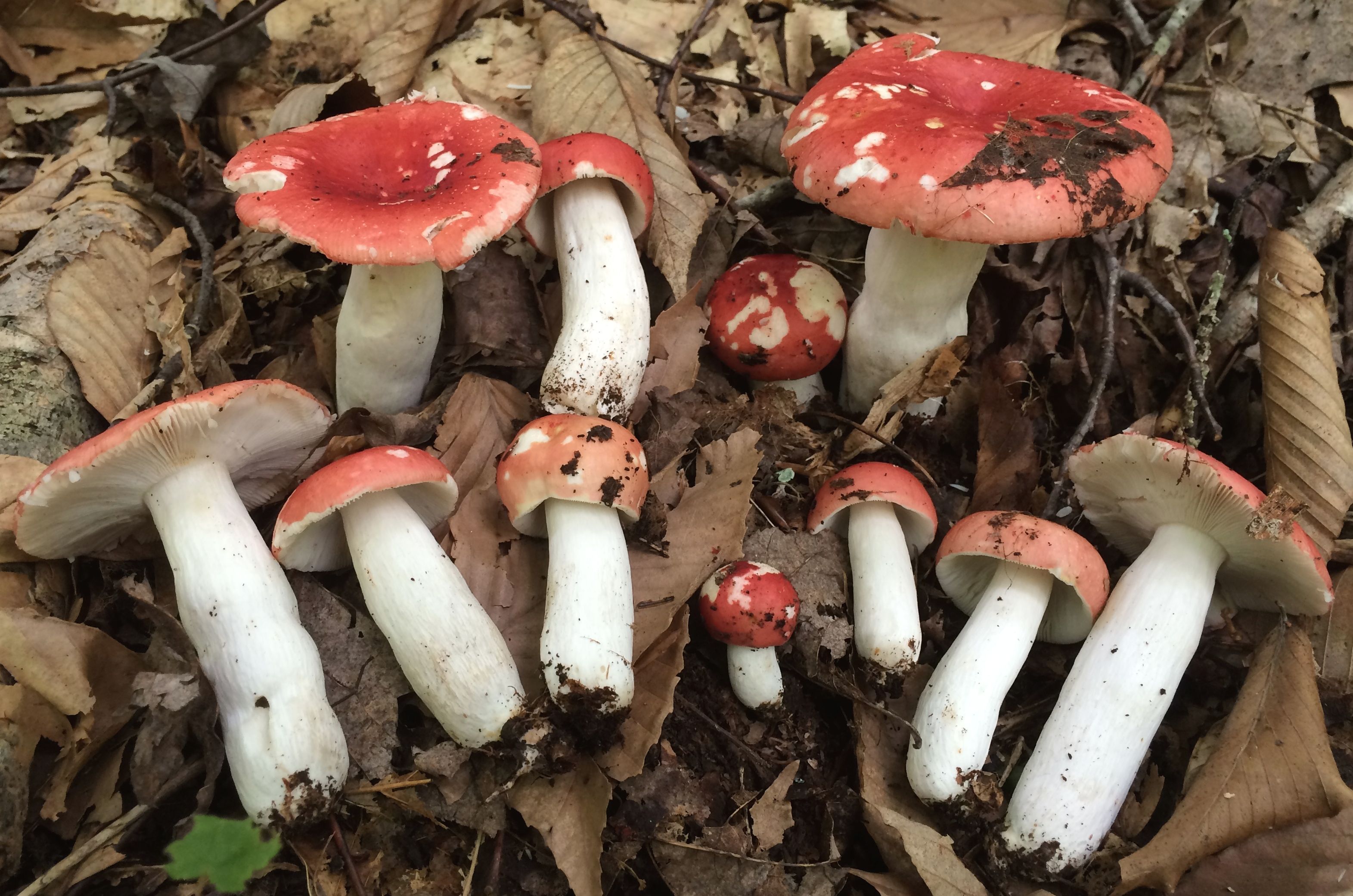 Russula rugulosa
