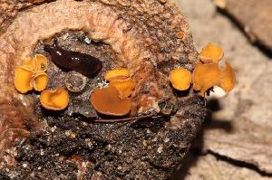 Rutstroemia on a eucalyptus seed.