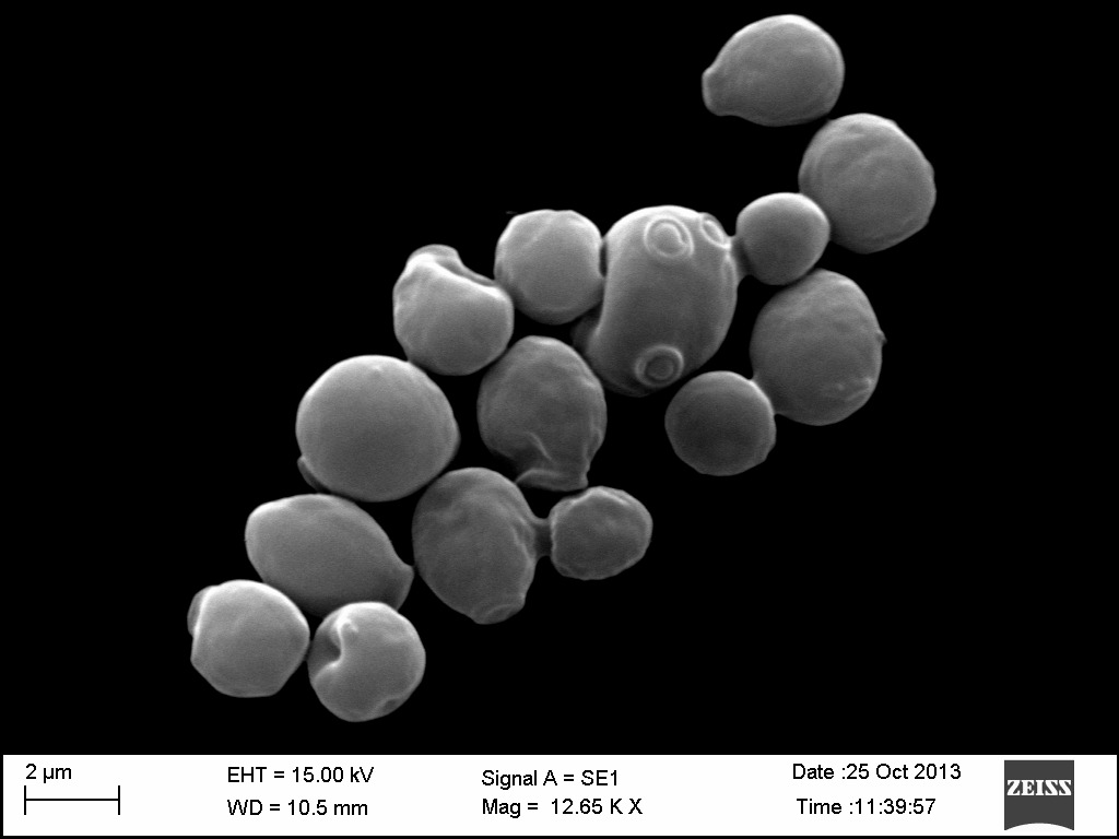 Photo of Saccharomyces boulardii unique28