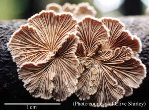 Schizophyllum commune