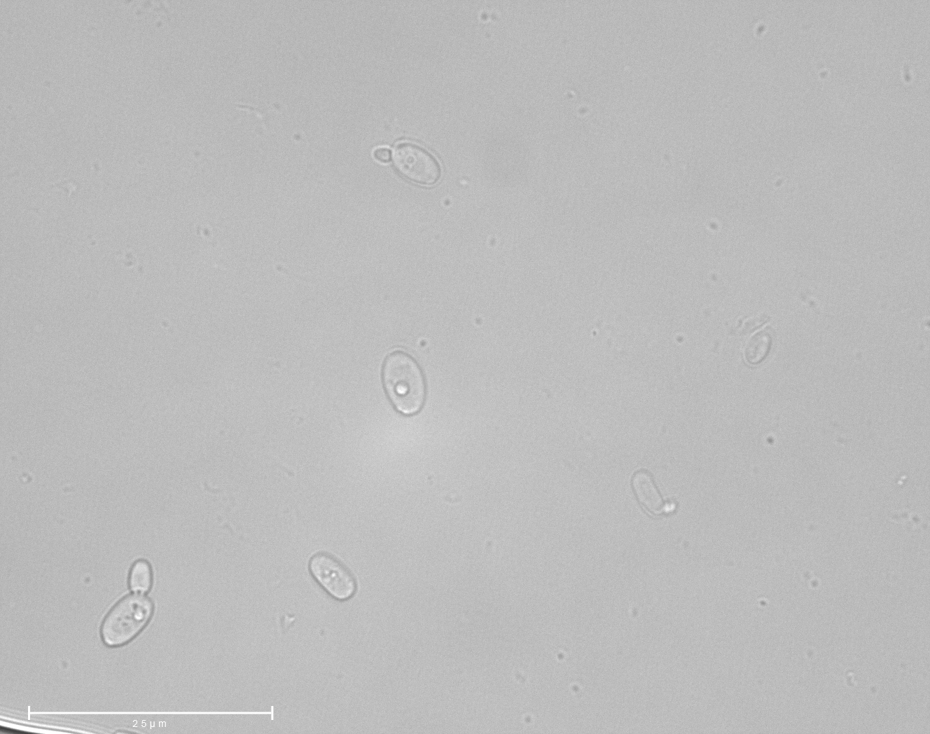 Scheffersomyces xylosifermentans CBS12540T. Scale bar: 25 micrometers. Image by Katharina de Oliveira Barros.