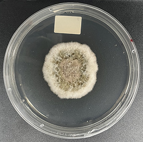 Photo of Setophoma terrestris 302B_T16_1 v1.0