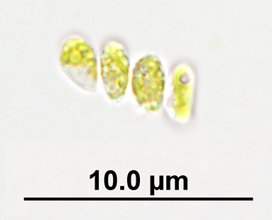 Micrograph of Scenedesmus obliquus UTEX 3031 coenobium. Image credit: Juergen Polle.