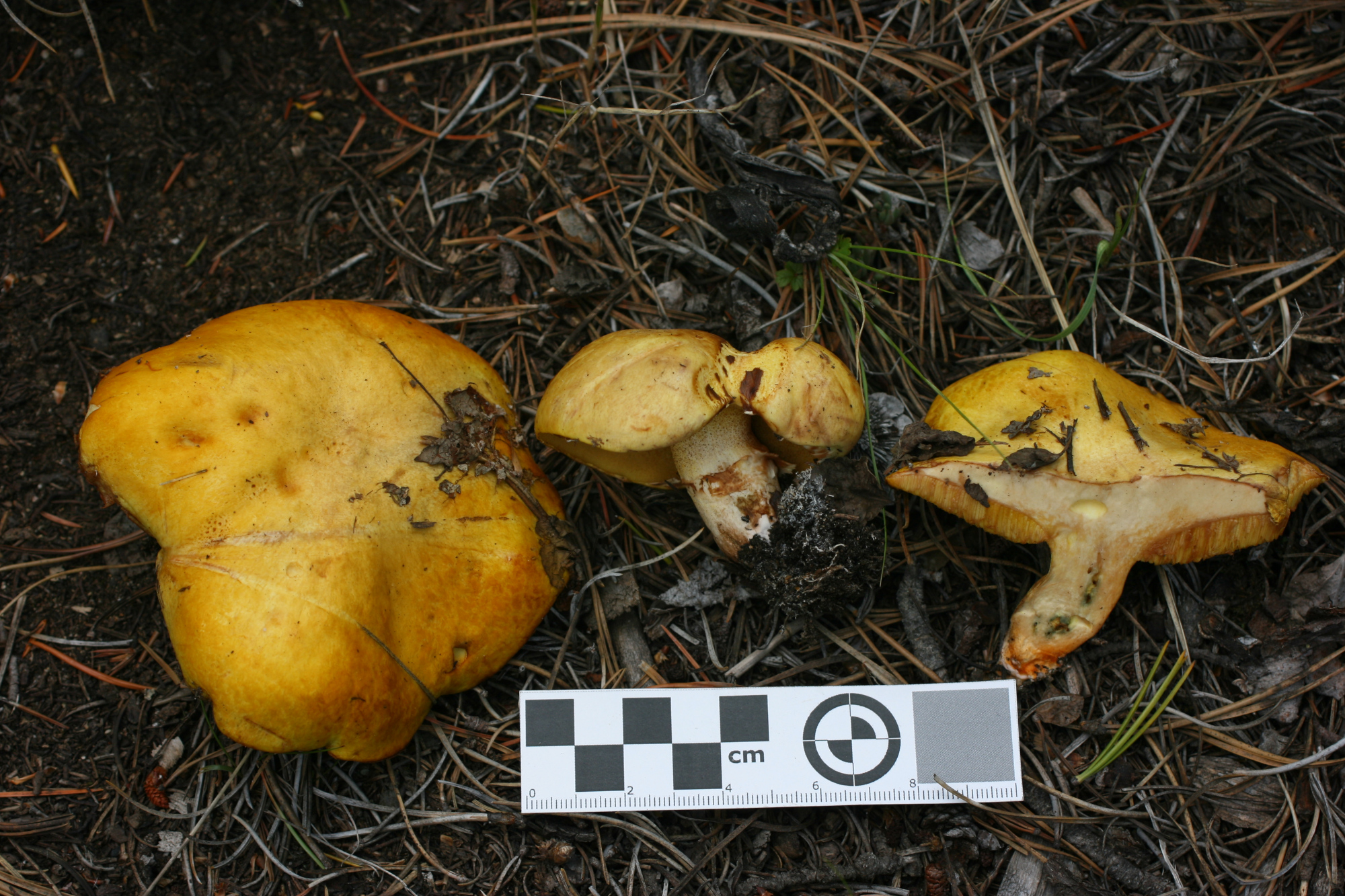 Suillus sp. FC429