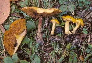 Suillus americanus
