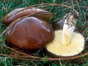 Suillus brevipes
