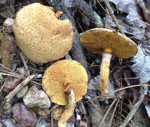 Suillus decipiens
