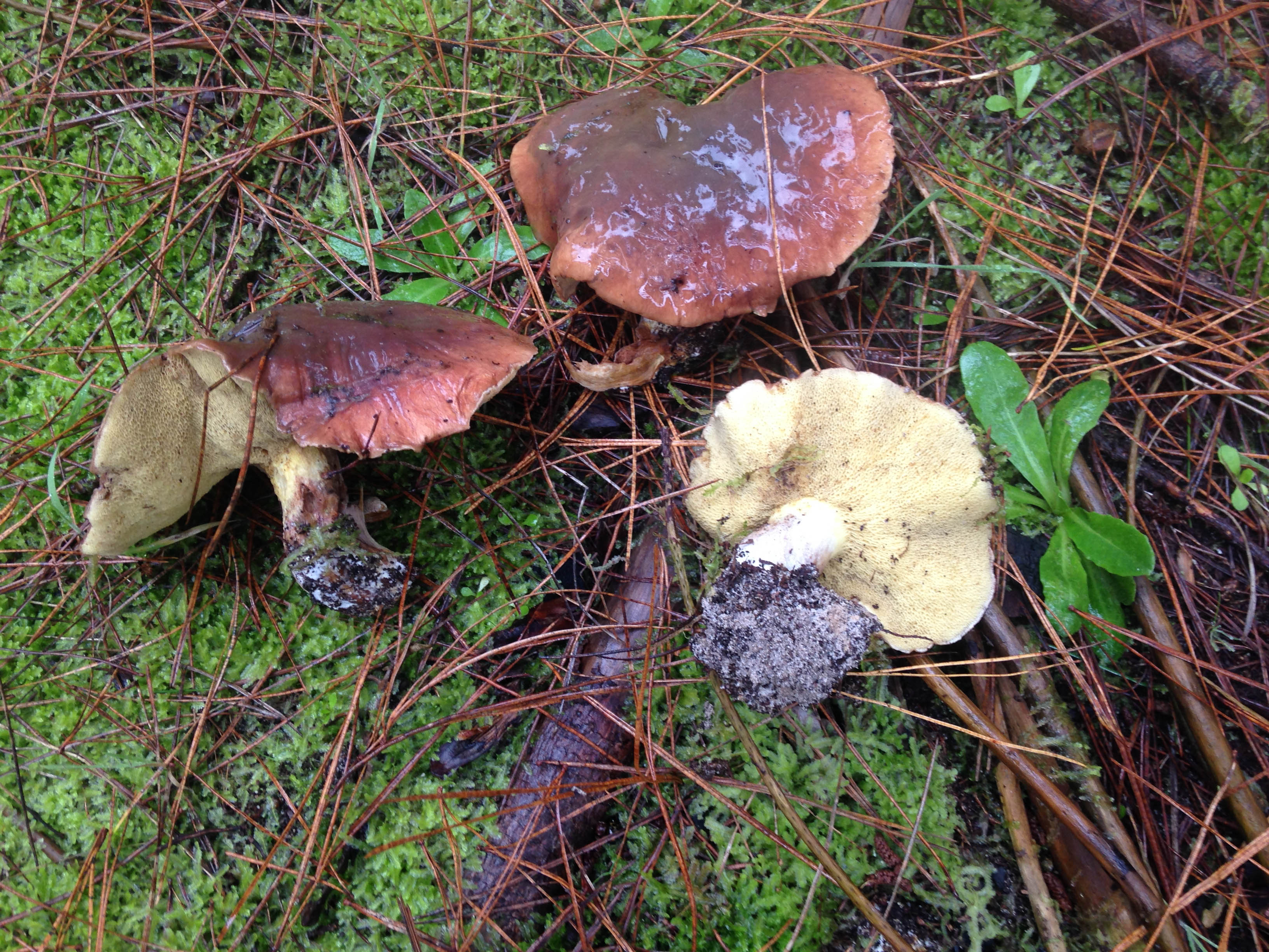 Suillus quiescens AUS223