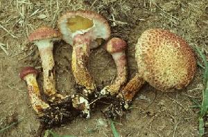 Photo of Suillus spraguei EM44 v1.0