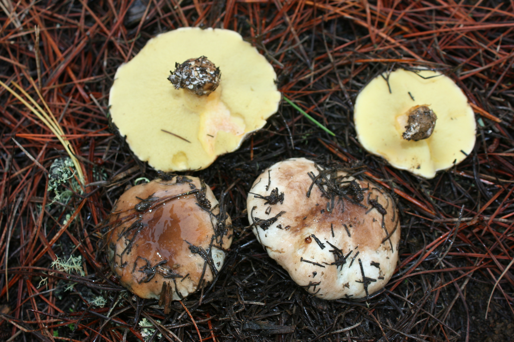 Suillus quiescens