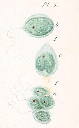 Tetrabaena socialis [Image credit: illustration by F&eacute;lix
Dujardin, 1841, <a
href="https://www.biodiversitylibrary.org/page/10659449"
target="_new">Biodiversity Heritage Library</a>, public domain, via
<a
href="https://commons.wikimedia.org/wiki/File:Tetrabaena_socialis_as_Cryptomonas_socialis.jpg"
 target="_new">wikimedia</a>]