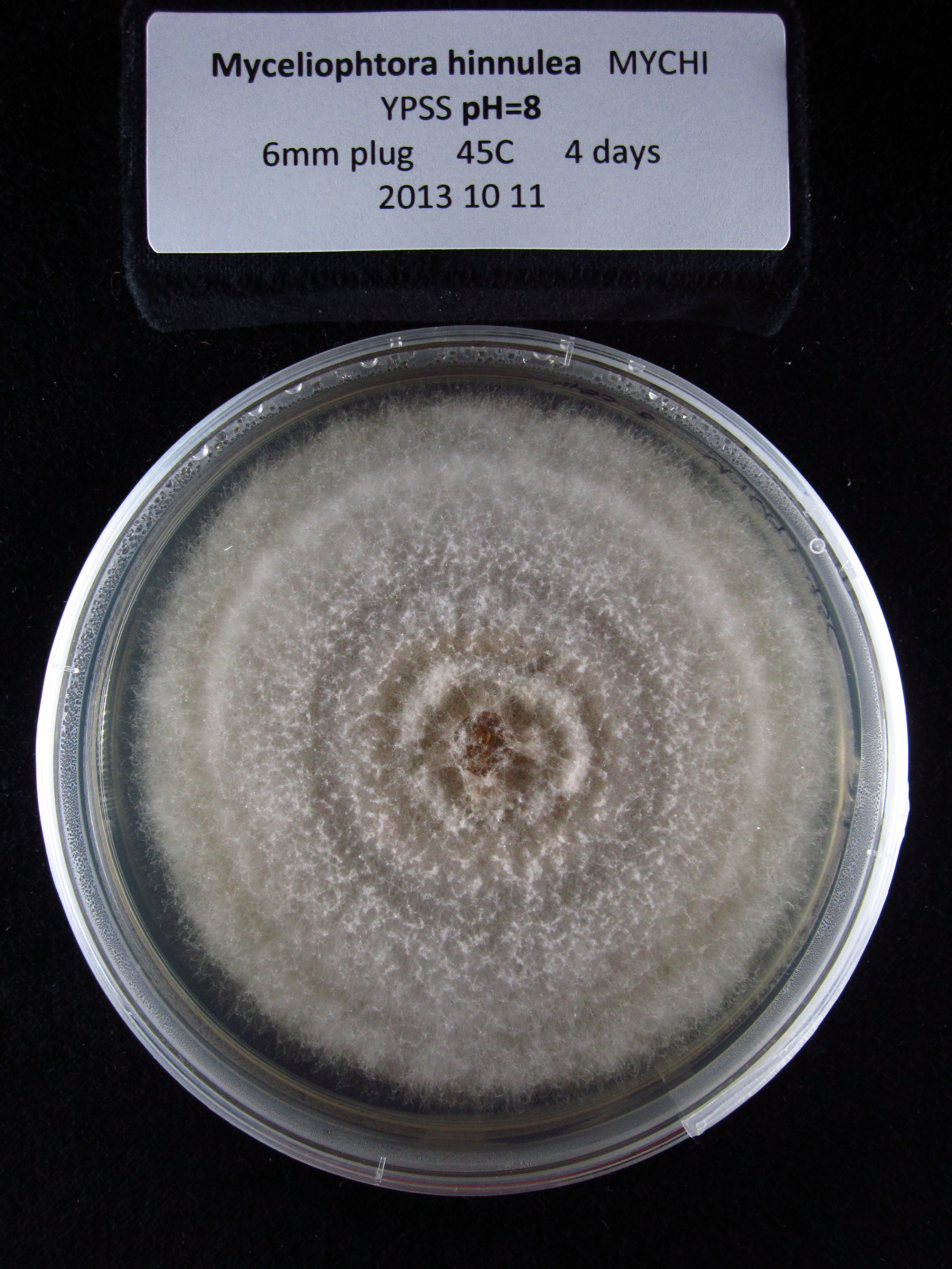 Photo of Thermothelomyces hinnuleus ATCC 52474