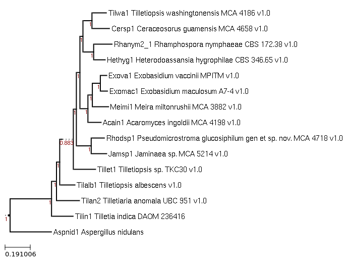 The species tree of Tilletia indica DAOM 236416 and related species