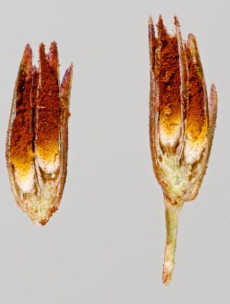 Switchgrass seed tissues replaced by teliospores of Tilletia maclaganii. Photo by Kent Loeffler.