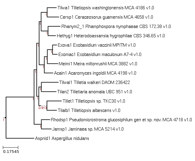 The species tree of Tilletia walkeri DAOM 236422 and related species