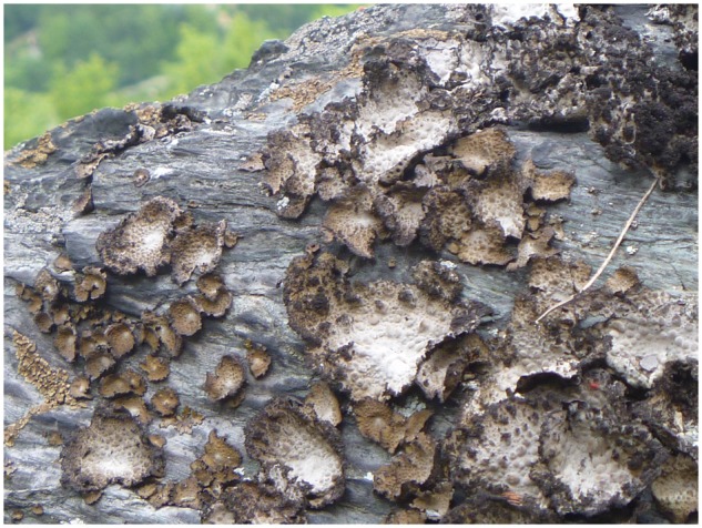 Lasallia pustulata (formerly Umbilicaria pustulata), the lichen sample with photobiont Trebouxia sp. A1-2 [Image source: <a href="https://doi.org/10.1093%2Fgbe%2Fevaa049" target=_blank>Tzovaras et al. 2020</a>, Figure 1, <a href="https://creativecommons.org/licenses/by-nc/4.0/" target=_blank>CC BY-NC 4.0</a>]