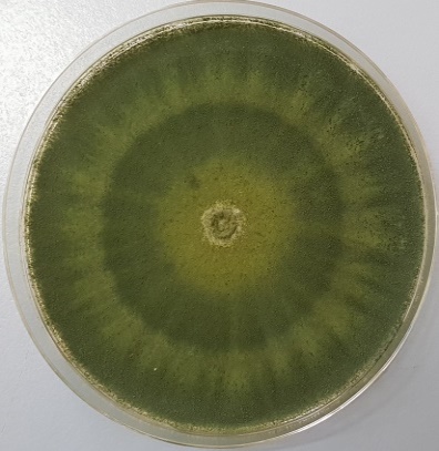 T. atroviride  strain B10 grown on PDA (25° C,  5 days).