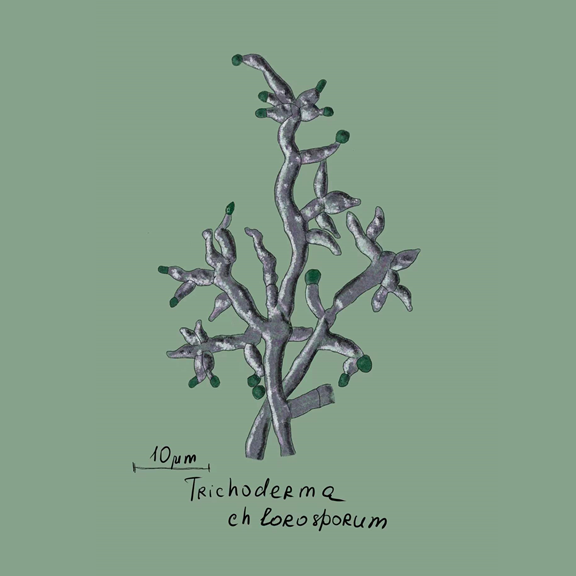 Trichoderma chlorosporum