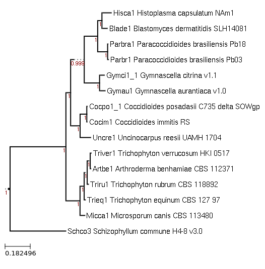 Trichophyton equinum tree