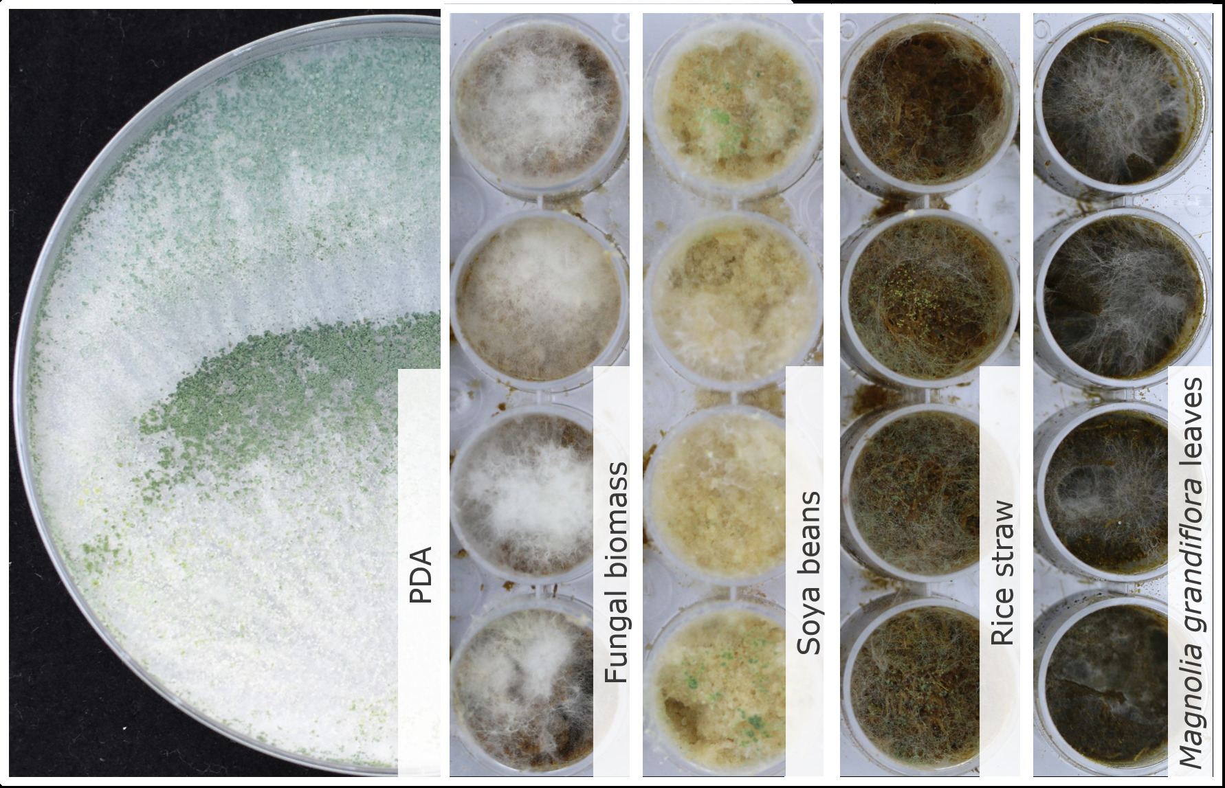 Trichoderma evansii TUCIM 4885