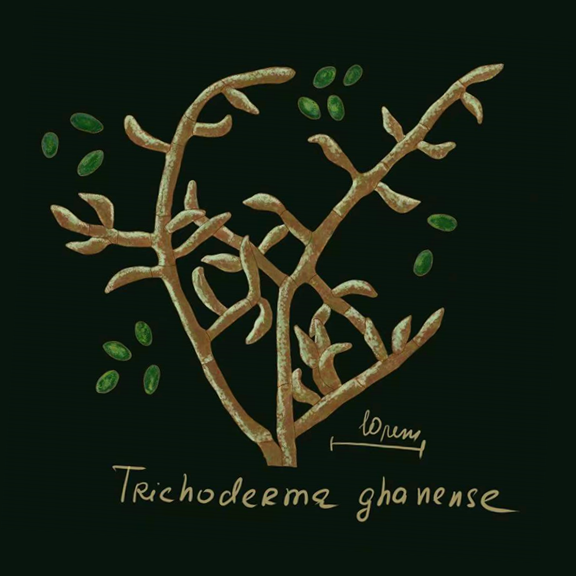 Trichoderma ghanense