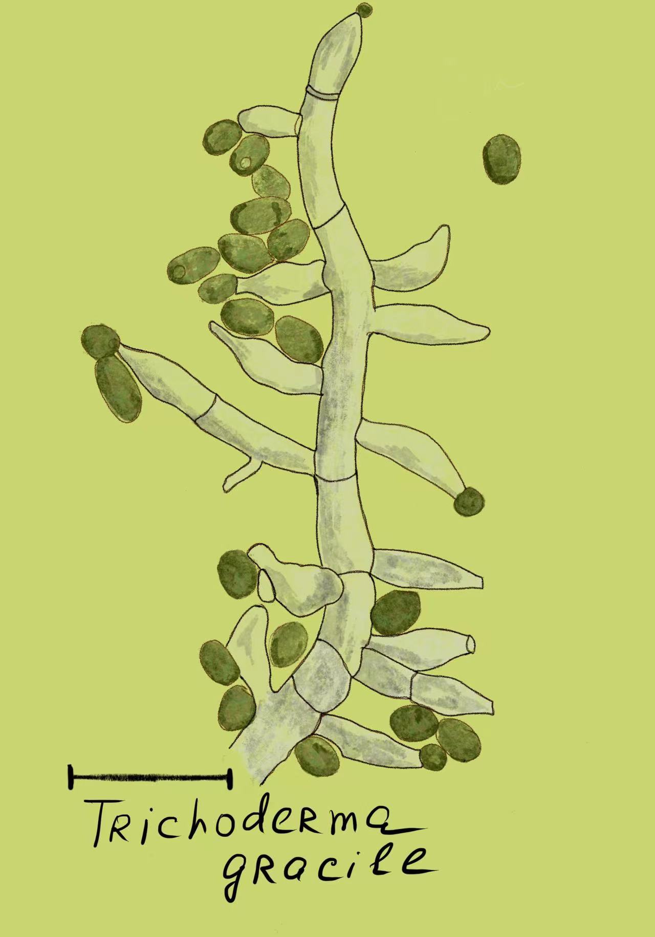 Trichoderma gracile