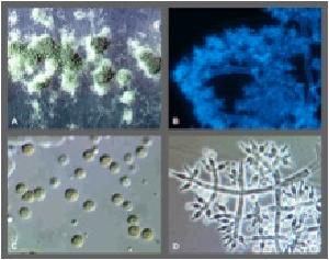 Trichoderma harzianum image