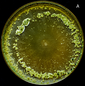 Photo of Trichoderma harzianum TR274 v1.0