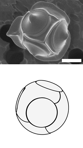 Triparma laevis