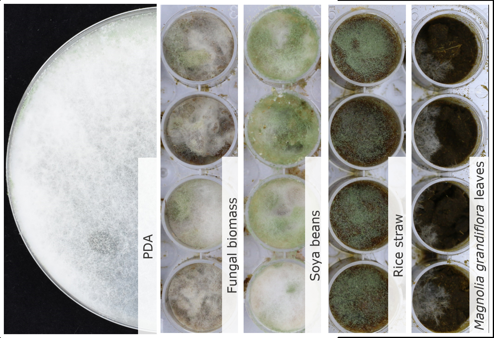 Trichoderma longibrachiatum TUCIM 848