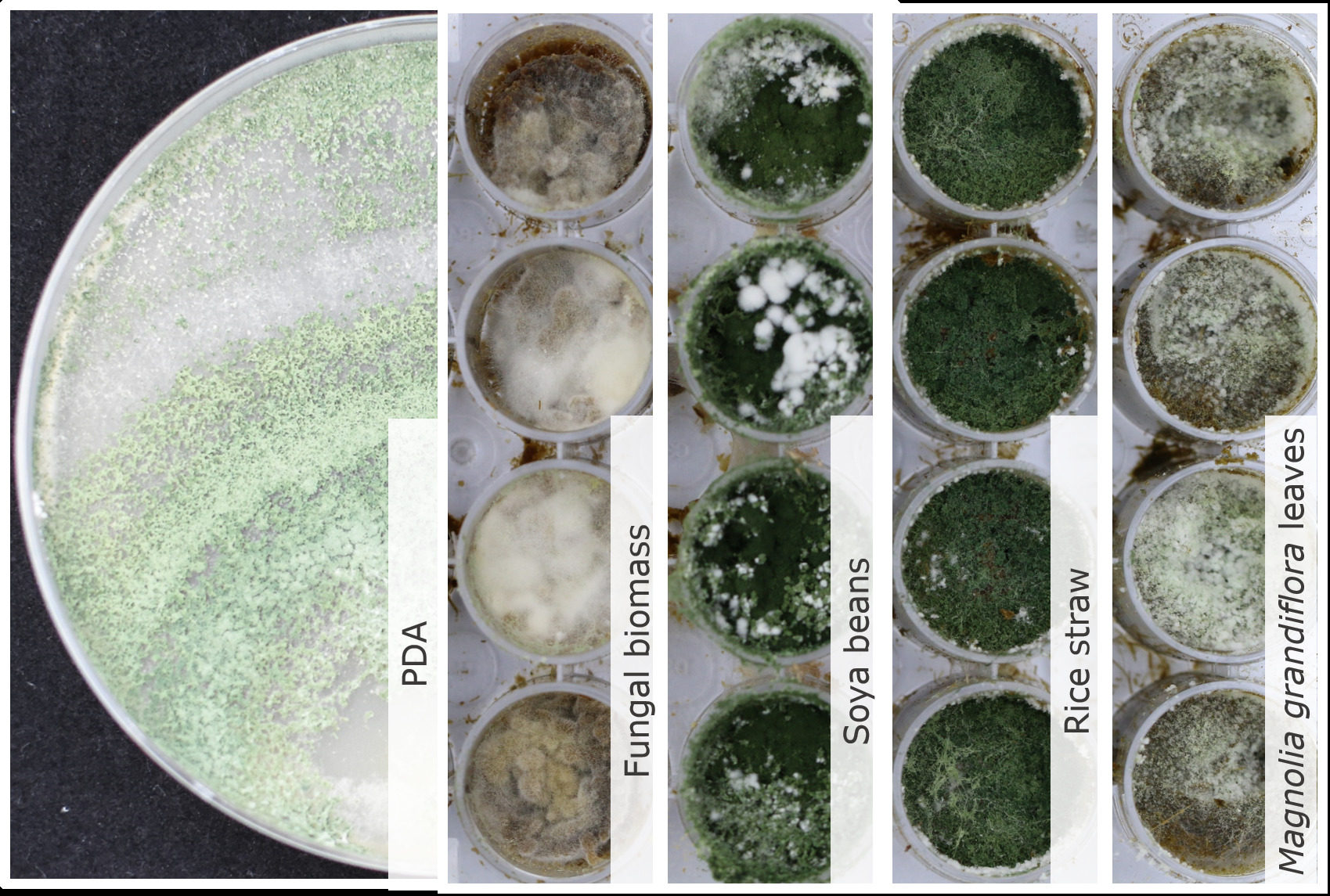 Photo of Trichoderma amazonicum CBS 121216 v1.0