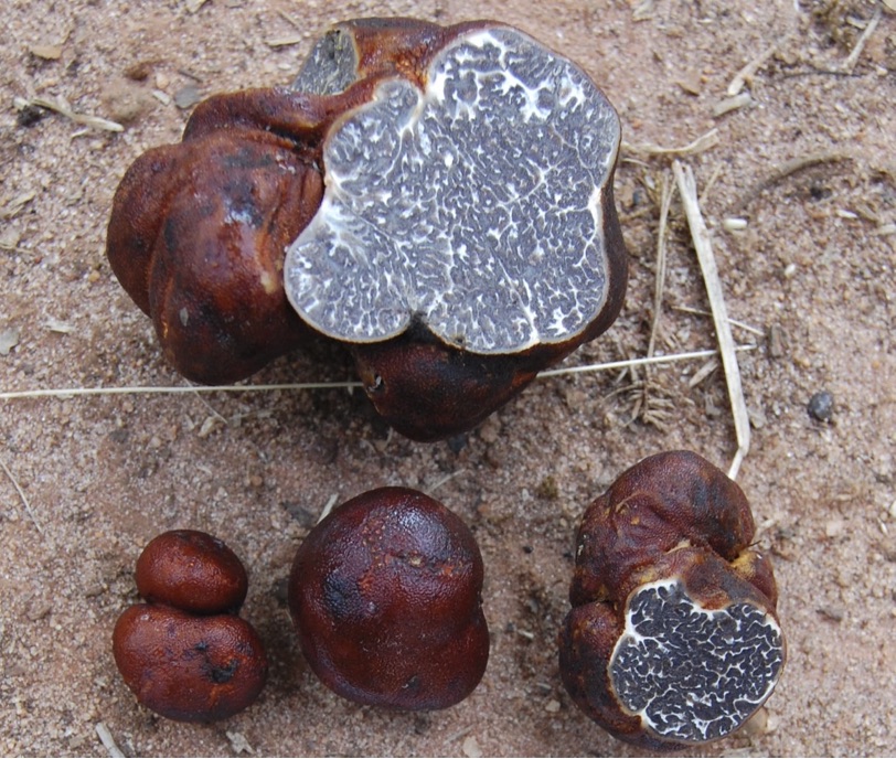 Tuber canaliculatum