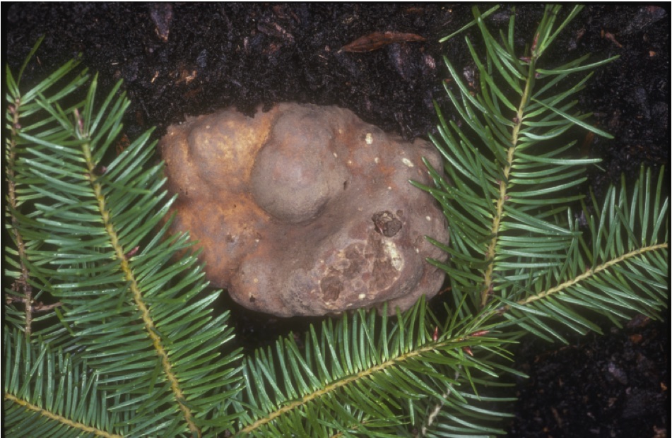 Tuber gibbosum