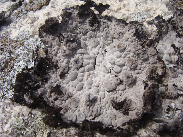 Umbilicaria pustulata