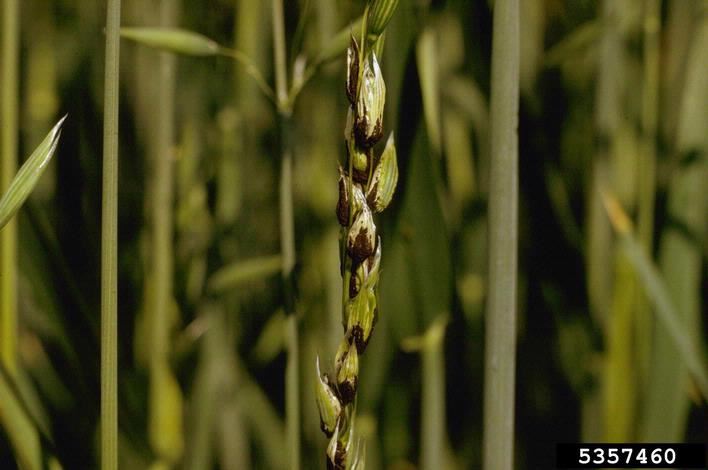 Ustilago hordei infection of barley. Image by Howard F. Schwartz, Colorado State University, bugwood.org.