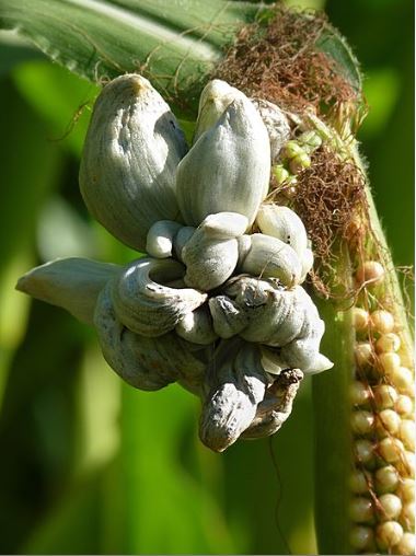 Corn smut (Ustilago maydis), on a maize plant. Image by Jamain used
under the <a
href="https://creativecommons.org/licenses/by-sa/3.0/">Creative
Commons</a> Attribution-Share Alike license via <a
href="https://commons.wikimedia.org/wiki/File:Ustilago_maydis_J1b.jpg">Wikimedia
Commons</a>