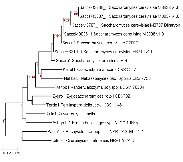 Photo of Vanderwaltozyma polyspora DSM 70294