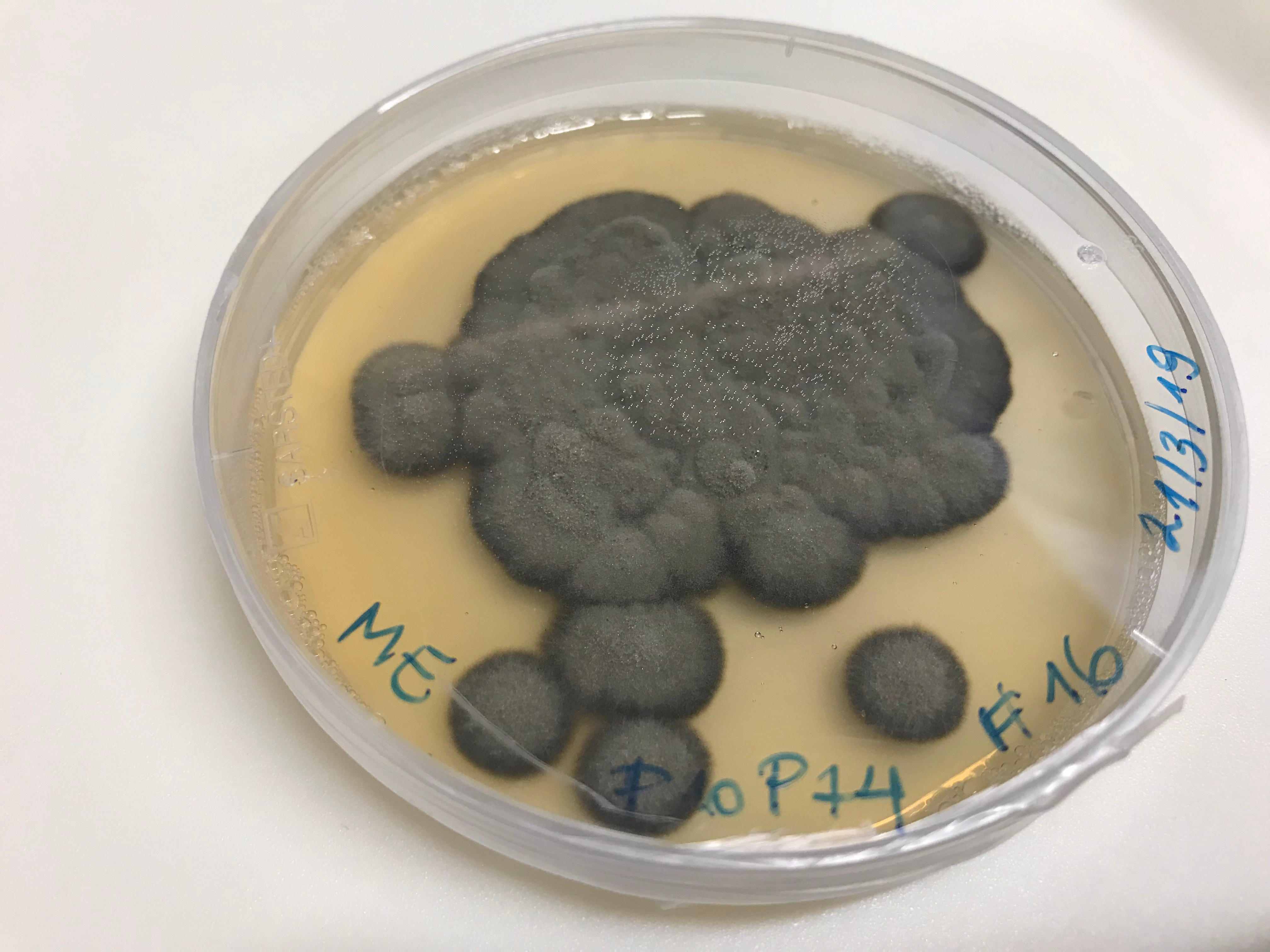 Venturiales sp. P10P74 growing in the lab.