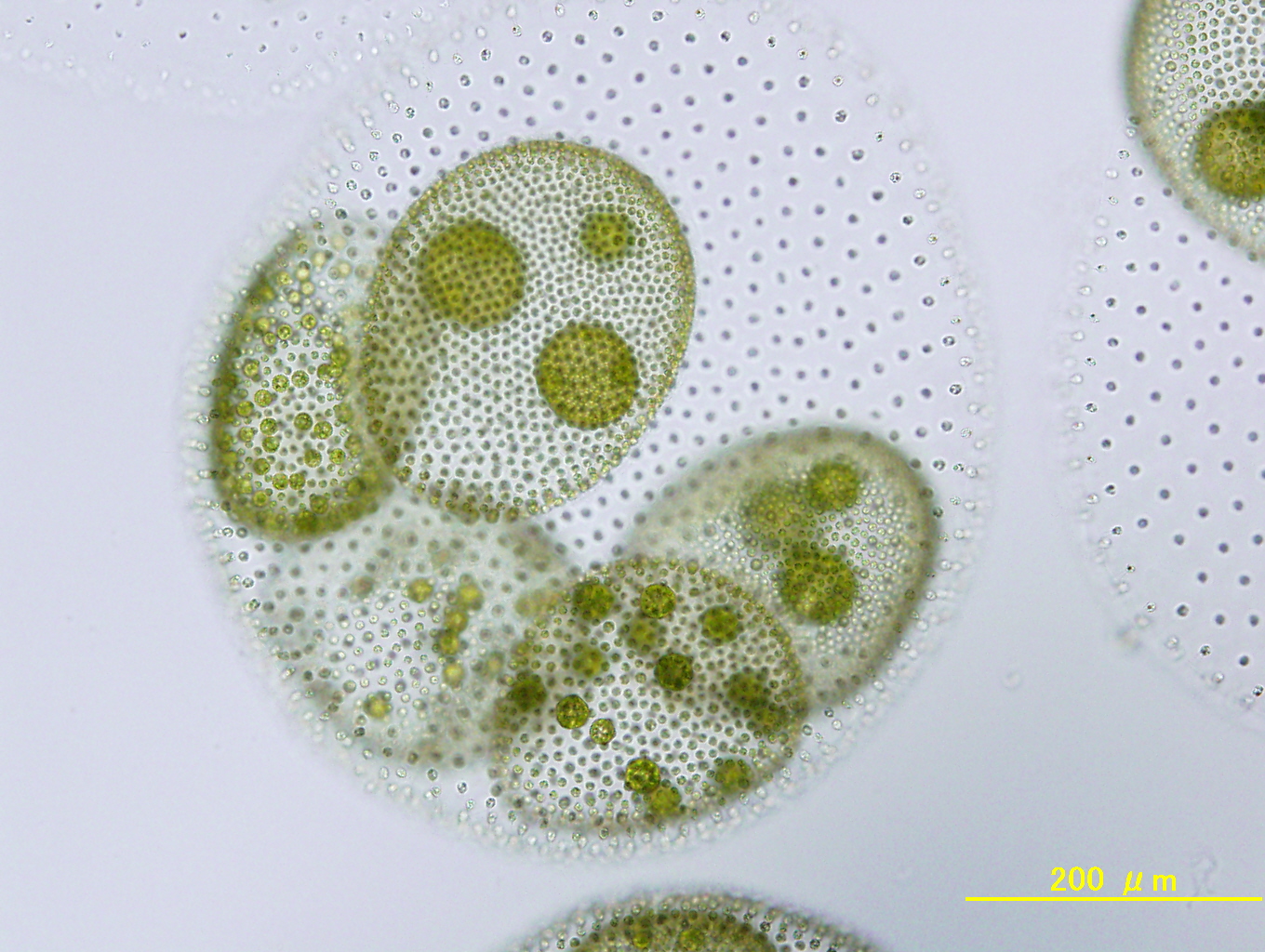 Parental spheroid containing male, bisexual and asexual spheroids of the next generation.