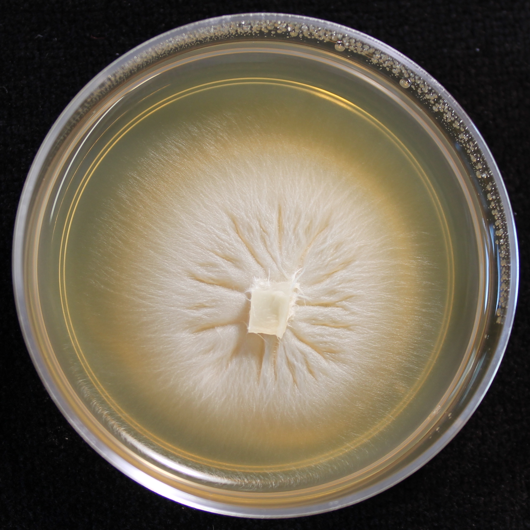 Photo credit: Jana M. U'Ren. Grown on 2% Malt Extract Agar.