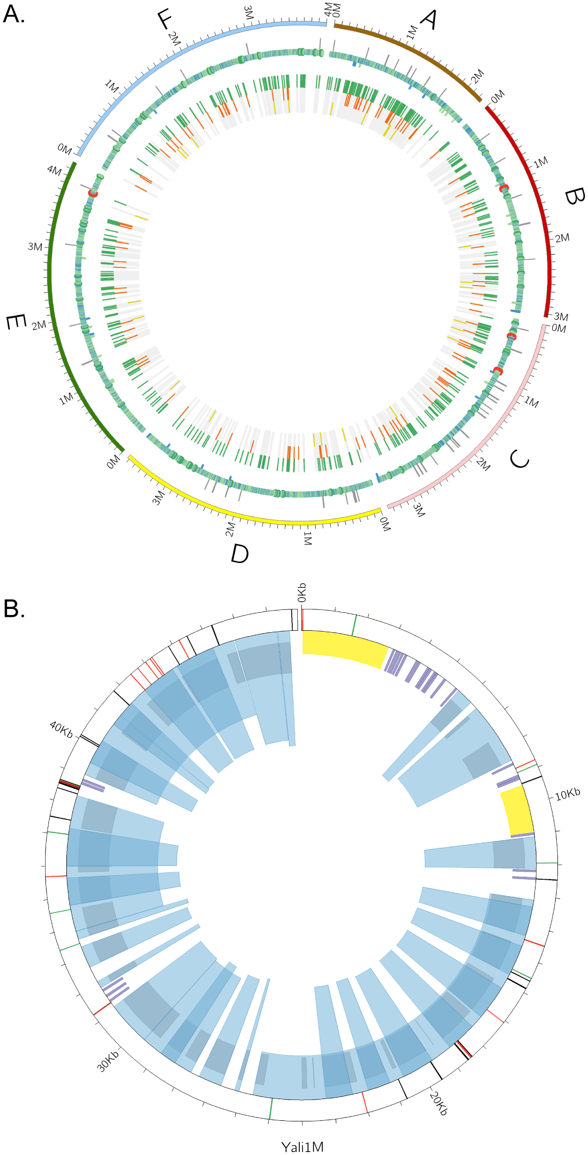 CIRCOS overview of gene features.